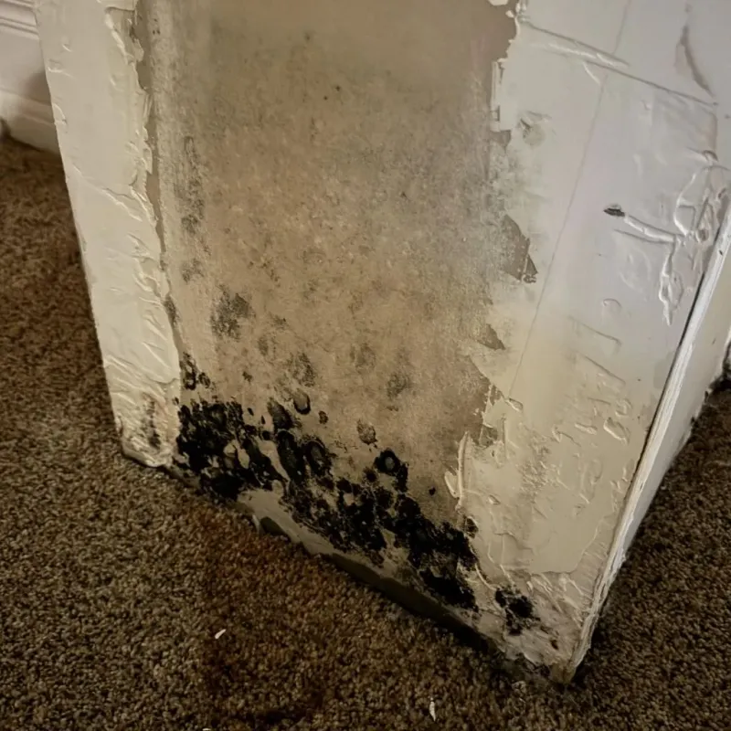 Professional Mold Removal in Portsmouth, OH